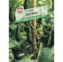 Zucchini Quine Sperli Hybrid-Saatgut Gemüsesamen