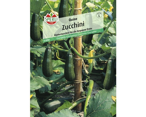 Zucchini Quine Sperli Hybrid-Saatgut Gemüsesamen