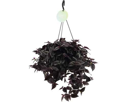 Dreimasterblume FloraSelf Blumenampel als Set, Tradescantia 'Jewel Red' Höhe inkl. Topf 20-25 cm Ø 17 cm Topf