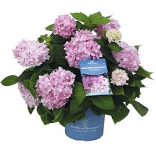 Hortensie Endless Summer® rosa Hydrangea macrophylla H 20-35 cm Co 5 L öfterblühende Ballhortensie-thumb-0