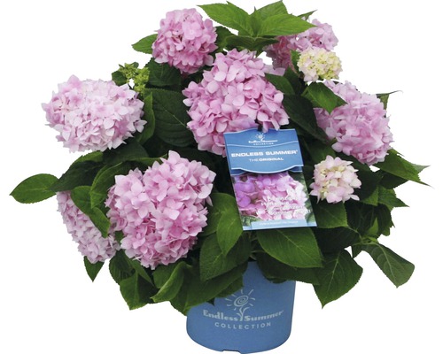 Hortensie Endless Summer® rosa Hydrangea macrophylla H 20-35 cm Co 5 L öfterblühende Ballhortensie-0