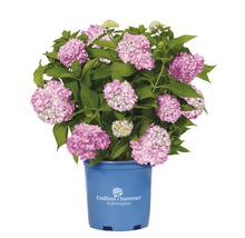 Hortensie Endless Summer® rosa Hydrangea macrophylla H 20-35 cm Co 5 L öfterblühende Ballhortensie-thumb-3