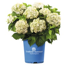 Hortensie Endless Summer® weiß Hydrangea macrophylla 'The Bride' H 20-35 cm Co 5 L öfterblühende Ballhortensie-thumb-0