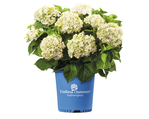 Hortensie Endless Summer® weiß Hydrangea macrophylla 'The Bride' H 20-35 cm Co 5 L öfterblühende Ballhortensie