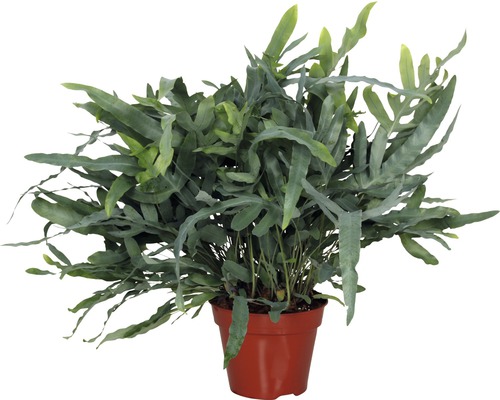 blauer Tüpfelfarn FloraSelf Phlebodium aureum 'Blue Star' H 30-40 cm Ø 17 cm Topf Blauer Streifenfarn in einem Topf