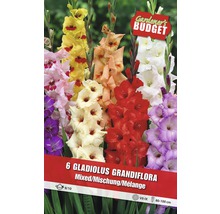 Packung mit sechs Gladiolus Grandiflora Mischung Blumenzwiebeln