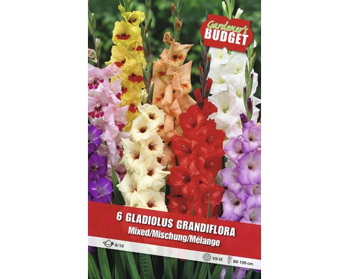Blumenzwiebel Gladiole 'Grandiflora' 6 Stk