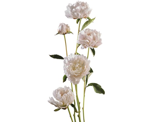 Pfingstrose FloraSelf Paeonia lacitfolia Co 3,5 L weiß