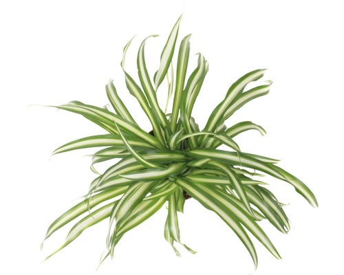 Grünlilie FloraSelf Chlorophytum comosum ‘Atlantic‘ H 30-40 cm Ø 12 cm Topf