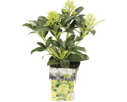 Japanische Blütenskimmie FloraSelf Skimmia japonica 'Fragrant Cloud' H 15-20 cm Co 0,5 L-0