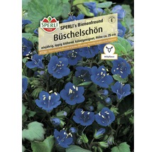 Samenpackung Büschelschön, einjährige Wildpflanze für Kübel und Beete, Höhe circa 25 cm