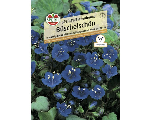 Samenpackung Büschelschön, einjährige Wildpflanze für Kübel und Beete, Höhe circa 25 cm