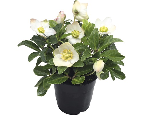 Christrose 'Christmas Carol' FloraSelf Helleborus niger 'Christmas Carol' Ø 12 cm Topf-0