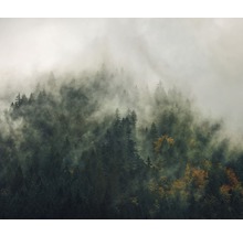 Waldlandschaft mit Nebel und Bäumen