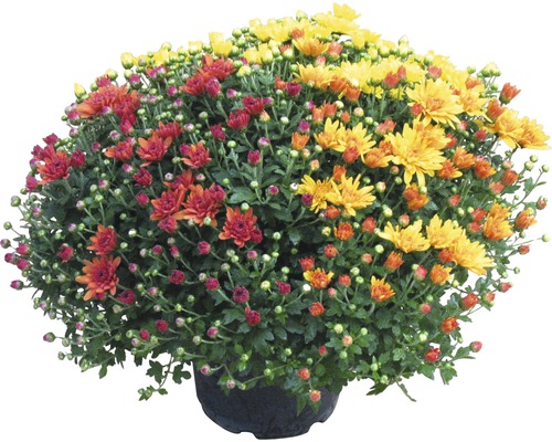 Chrysantheme Chrysanthemum indicum 'Party Trio' Ø 20 cm Topf sortiert