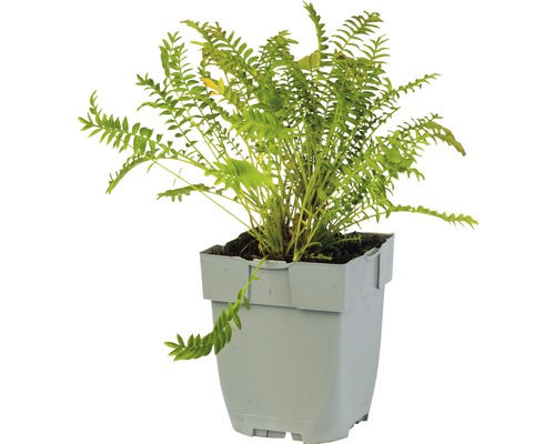 Grüner Tüpfelfarn in einem Topf