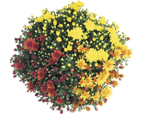 Chrysanthemenbusch mit mehrfarbigen Blüten