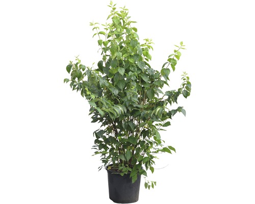 Deutzie in einem Topf