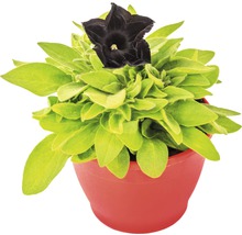 Hängepetunie FloraSelf Petunia x atkinsiana 'Black Ray' Ø 12 cm Topf-thumb-0