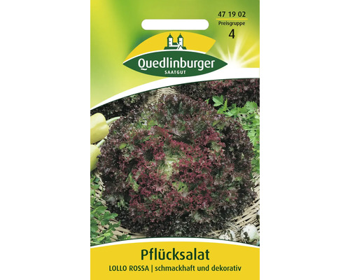 Pflücksalat 'Lollo rossa' Quedlinburger Salatsamen