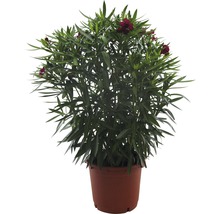 Oleander im Topf mit roten Blüten