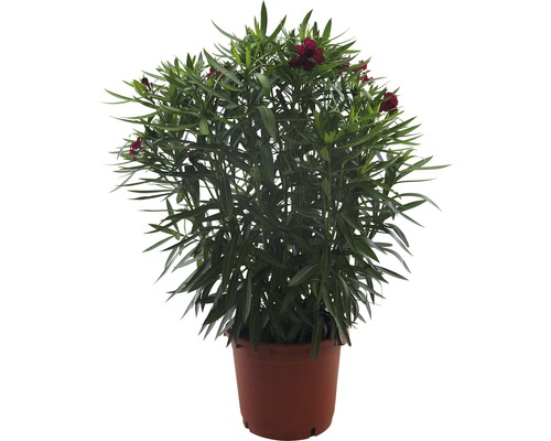 Oleander im Topf mit roten Blüten