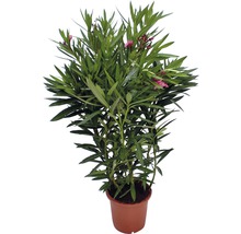 Oleanderpflanze im Topf mit grünen Blättern und rosa Blüten