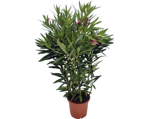 Oleanderpflanze im Topf mit grünen Blättern und rosa Blüten