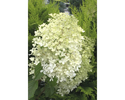 Rispenhortensie FloraSelf Hydrangea paniculata 'Phantom' H 100-125 cm Co 15 L Rispenhortensie mit weißen Blüten