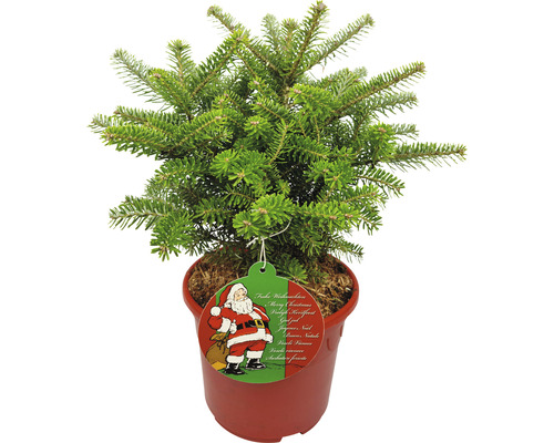 Koreatanne 'Molli' H 30-40 cm, Mini Weihnachtsbaum zur Pflanzung geeignet Co 3 L rot