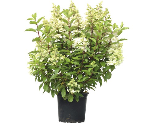 Rispenhortensie FloraSelf Hydrangea paniculata 'Pinky Winky' H 80-100 cm Co 15 L, Farbwechsel der Blüten Rispenhortensie im Topf mit grünen Blättern und weißen Blüten