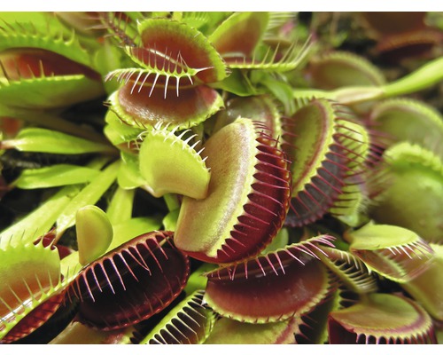 Venusfliegenfalle Nahaufnahme