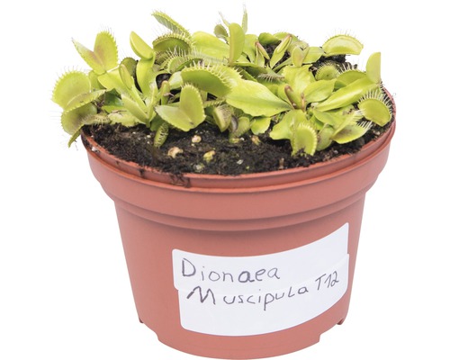 Venusfliegenfalle im Topf, fleischfressende Pflanze