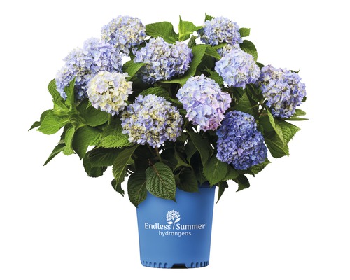 Hortensie Endless Summer® blau Hydrangea macrophylla H 20-35 cm Co 5 L öfterblühende Ballhortensie