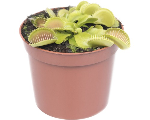 Venusfliegenfalle im Topf