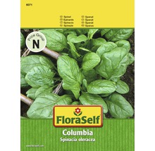 Spinat 'Columbia' FloraSelf F1 Hybride Gemüsesamen