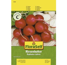 Radieschen 'Riesenbutter' FloraSelf samenfestes Saatgut Gemüsesamen