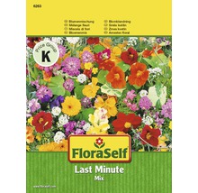 Blumensamenmix FloraSelf schnellwüchsig 'Last Minute' samenfestes Saatgut-thumb-0