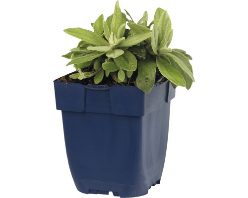 Blaukissen im Pflanztopf