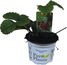 Erdbeere FloraSelf Fragaria x ananassa 'Sonata' Ø 9 cm Topf