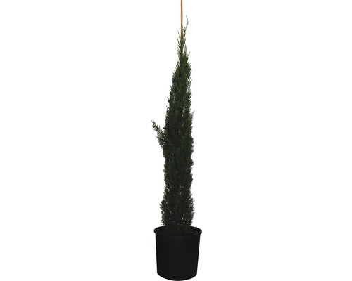 Mittelmeer-Zypresse 'Totem' FloraSelf Cupressus sempervirens 'Totem' H 150-170 cm Co 18 L