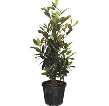 Im Topf befindliche Magnolie mit grünen Blättern.