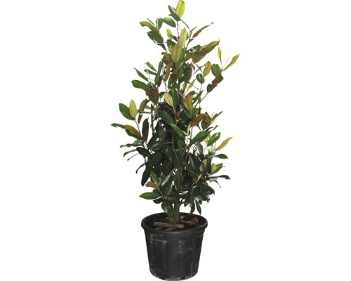 Im Topf befindliche Magnolie mit grünen Blättern.
