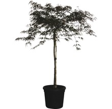 Dunkelroter Schlitzahorn FloraSelf Acer palmatum 'Dissectum Garnet' H 125-150 cm Co 35 L-thumb-0