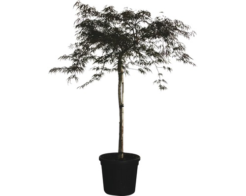 Dunkelroter Schlitzahorn FloraSelf Acer palmatum 'Dissectum Garnet' H 125-150 cm Co 35 L-0