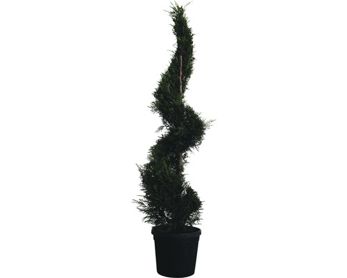 Formgehölz Leyland-Zypresse Spirale FloraSelf Cupressocyparis leylandii H 210 cm Co 45 L