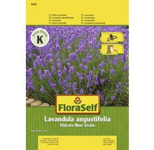 Lavendel 'Hidcote Blue Strain' FloraSelf samenfestes Saatgut Blumensamen-thumb-0