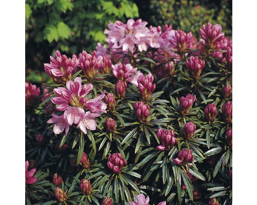 Rhododendron