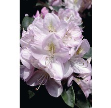 Nahaufnahme von Rhododendronblüten
