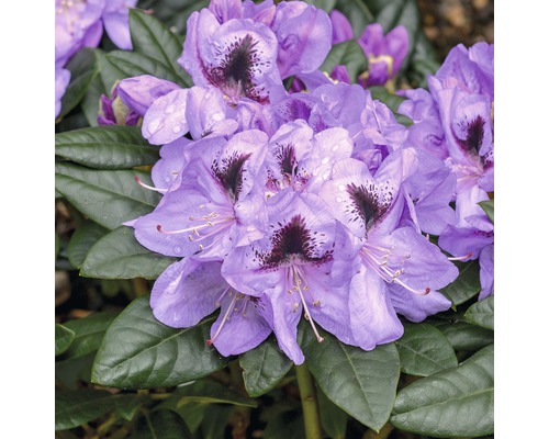 Großblumige Alpenrose FloraSelf Rhododendron Hybride 'Metallica' H 30-40 cm Co 6 L Nahaufnahme einer lila Rhododendronblüte mit dunkler Zeichnung